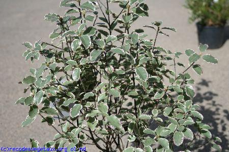 Pittosporum tenuifolium 'Saundersii'